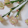 искусственные цветы гвоздики цвета кремовый с розовым 56